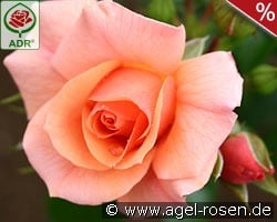 Aprikola kaufen, click for more details Aprikola