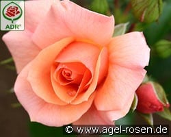 Aprikola kaufen, click for more details Aprikola