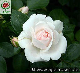 Aspirin Rose