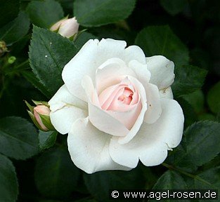 Aspirin Rose
