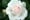 Aspirin Rose