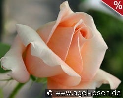 Atlantic Star kaufen, click for more details Atlantic Star