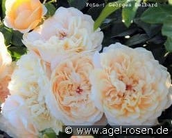 Avalanche Abricot kaufen, click for more details Avalanche Abricot