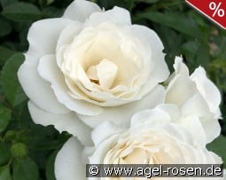 Baby Schneewittchen kaufen, click for more details Baby Schneewittchen