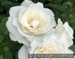 Baby Schneewittchen kaufen, click for more details Baby Schneewittchen