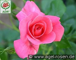 Bad Birnbach kaufen, click for more details Bad Birnbach