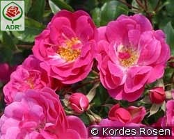 Bad Wörishofen syn. Pink Emely kaufen, click for more details Bad Wörishofen syn. Pink Emely