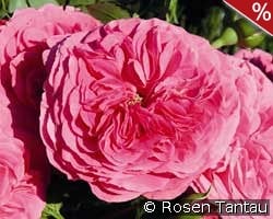 Baronesse kaufen, click for more details Baronesse