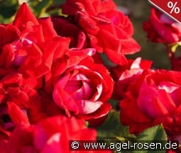 Belle de Grasse kaufen, click for more details Belle de Grasse