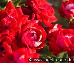 Belle de Grasse kaufen, click for more details Belle de Grasse