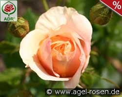 Bengali kaufen, click for more details Bengali