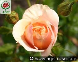 Bengali kaufen, click for more details Bengali