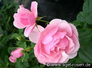 Bernd Weigel Rose