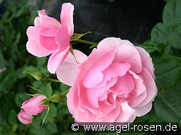 Bernd Weigel Rose