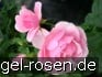 Buy Bernd Weigel Rose