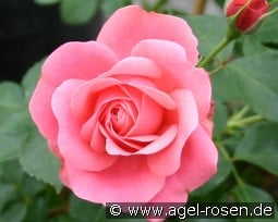 Bernstorff kaufen, click for more details Bernstorff