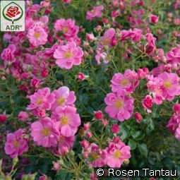 Bienenweide Rosa