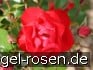 Buy Black Forest Rose