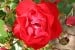 Black Forest Rose
