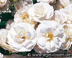 Blanche Cascade kaufen, click for more details Blanche Cascade