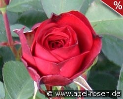 Blickfang kaufen, click for more details Blickfang