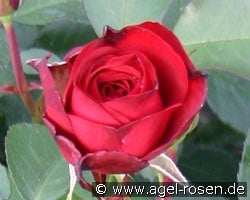 Blickfang kaufen, click for more details Blickfang