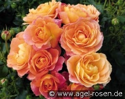 Bonfire Night kaufen, click for more details Bonfire Night