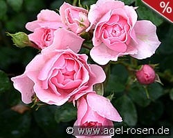 Bonica 82 kaufen, click for more details Bonica 82