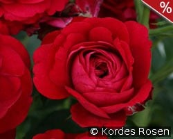 Bordeaux kaufen, click for more details Bordeaux