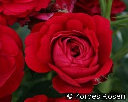 Bordeaux kaufen, click for more details Bordeaux