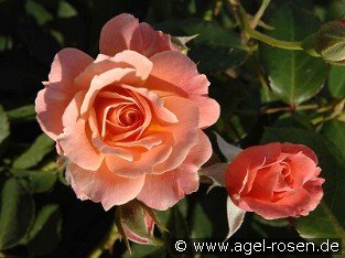 Bordure Abricot