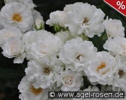 Bordure Blanche kaufen, click for more details Bordure Blanche