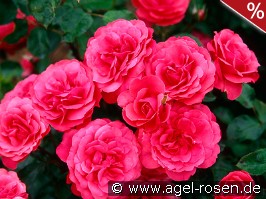 Bordure Magenta