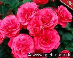 Bordure Magenta kaufen, click for more details Bordure Magenta