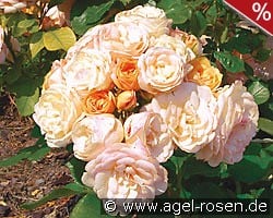 Bordure Nacrée kaufen, click for more details Bordure Nacrée