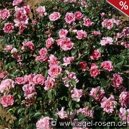 Bordure Rose