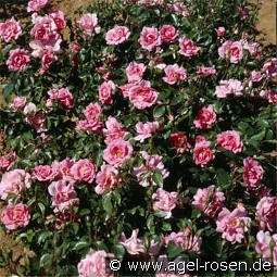 Bordure Rose