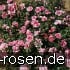 Buy Bordure Rose
