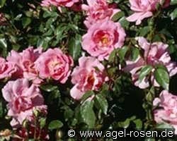 Bordure Rose kaufen, click for more details Bordure Rose