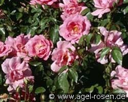 Bordure Rose