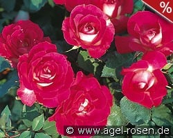 Bordure Vive kaufen, click for more details Bordure Vive