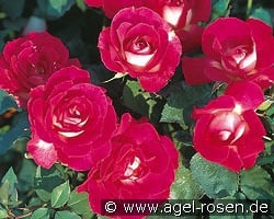Bordure Vive kaufen, click for more details Bordure Vive