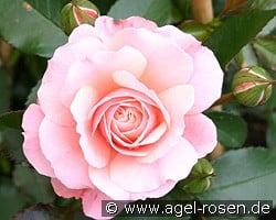 Botticelli kaufen, click for more details Botticelli