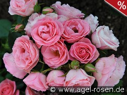 Bouquet de Mariée