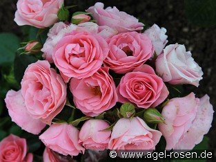 Bouquet de Mariée