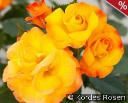 Bright Smiles kaufen, click for more details Bright Smiles