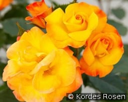 Bright Smiles kaufen, click for more details Bright Smiles