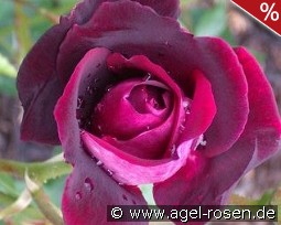 Burgundy Iceberg