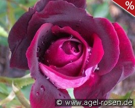 Burgundy Iceberg