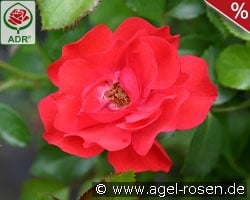 Canzonetta kaufen, click for more details Canzonetta